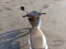 2026 HONDA BIZ 125 