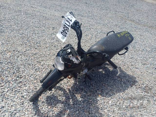 2025 HONDA POP 