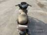 2017 HONDA PCX 