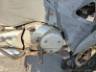 2007 HONDA BIZ 125 