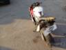 2012 HONDA CBR 600F 