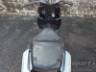 2023 HONDA ELITE 