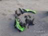 2025 KAWASAKI NINJA ZX-6R 