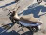 2026 HONDA BIZ 125 