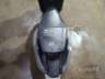 2025 HONDA ELITE 