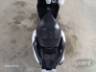 2025 HONDA ELITE 