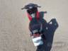 2026 HONDA BIZ 125 