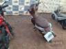 2025 SHINERAY XY 125 