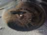 2002 FORD FOCUS 