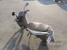 2026 HONDA BIZ 125 